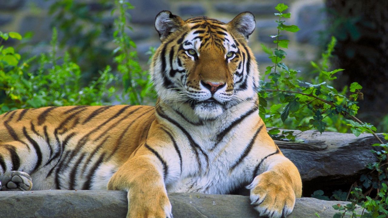Wallpaper tiger, lying, grass, predator