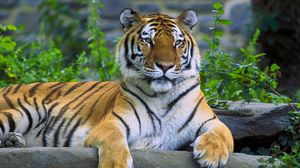Preview wallpaper tiger, lying, grass, predator