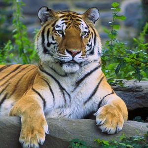 Preview wallpaper tiger, lying, grass, predator