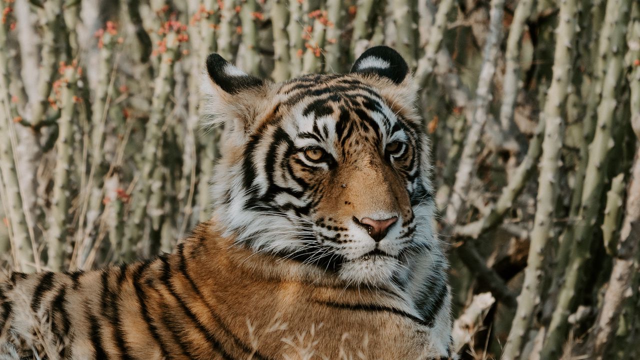 Wallpaper tiger, lying, predator, big cat