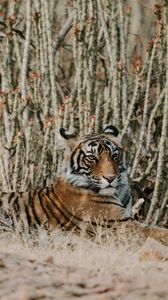 Preview wallpaper tiger, lying, predator, big cat