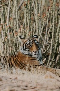 Preview wallpaper tiger, lying, predator, big cat