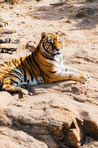 Preview wallpaper tiger, lying, predators, stones