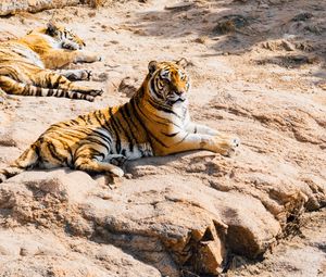 Preview wallpaper tiger, lying, predators, stones