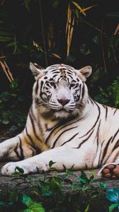 Preview wallpaper tiger, lying, white, predator