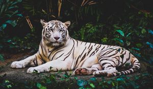 Preview wallpaper tiger, lying, white, predator