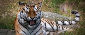 Preview wallpaper tiger, mouth, fangs, predator, animal