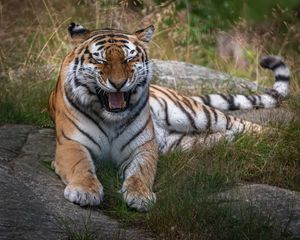 Preview wallpaper tiger, mouth, fangs, predator, animal