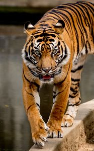 Preview wallpaper tiger, movement, predator, big cat