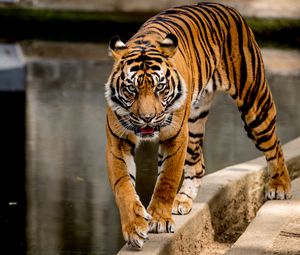 Preview wallpaper tiger, movement, predator, big cat