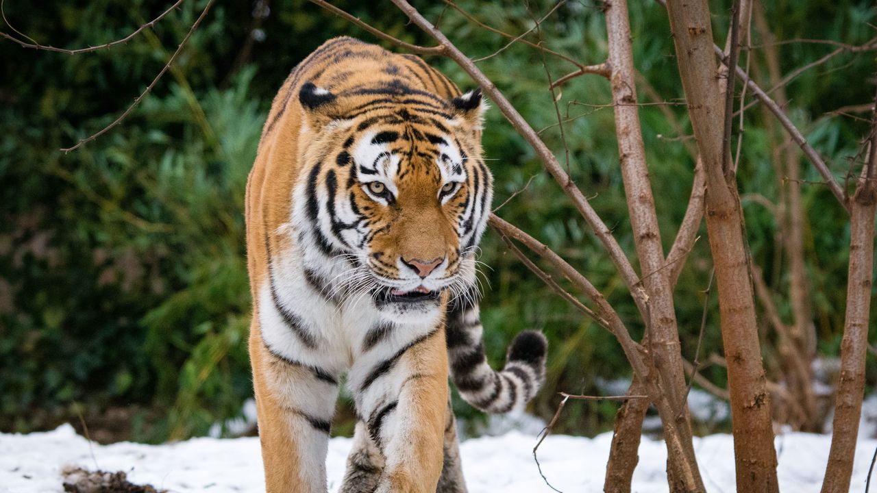 Wallpaper tiger, movement, predator, big cat, snow hd, picture, image