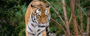 Preview wallpaper tiger, movement, predator, big cat, snow