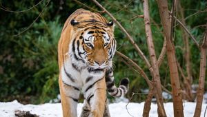 Preview wallpaper tiger, movement, predator, big cat, snow