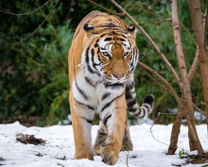 Preview wallpaper tiger, movement, predator, big cat, snow