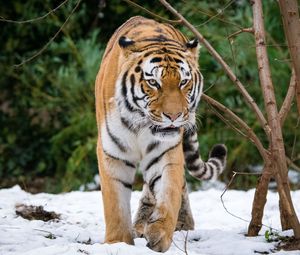 Preview wallpaper tiger, movement, predator, big cat, snow