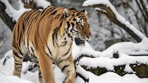 Preview wallpaper tiger, movement, predator, big cat, winter, snow