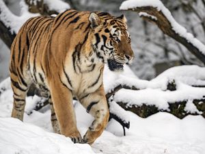 Preview wallpaper tiger, movement, predator, big cat, winter, snow