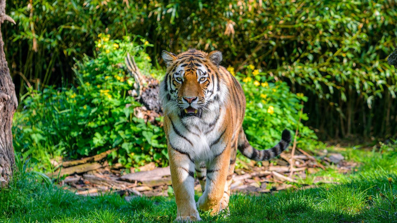 Wallpaper tiger, movement, predator, big cat, grass