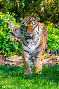 Preview wallpaper tiger, movement, predator, big cat, grass