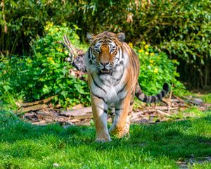Preview wallpaper tiger, movement, predator, big cat, grass