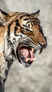 Preview wallpaper tiger, muzzle, aggression, teeth