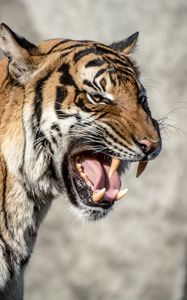 Preview wallpaper tiger, muzzle, aggression, teeth