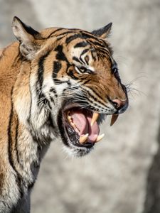 Preview wallpaper tiger, muzzle, aggression, teeth