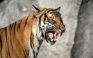 Preview wallpaper tiger, muzzle, aggression, teeth