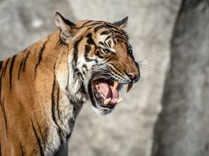 Preview wallpaper tiger, muzzle, aggression, teeth