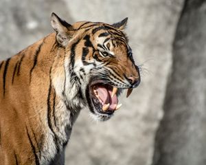 Preview wallpaper tiger, muzzle, aggression, teeth