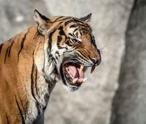 Preview wallpaper tiger, muzzle, aggression, teeth