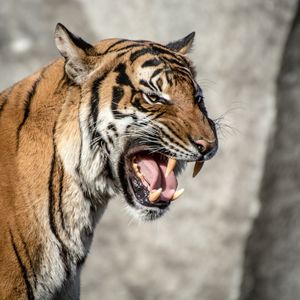 Preview wallpaper tiger, muzzle, aggression, teeth