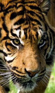 Preview wallpaper tiger, muzzle, aggression, look, predator