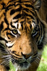 Preview wallpaper tiger, muzzle, aggression, look, predator