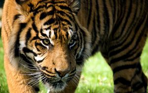 Preview wallpaper tiger, muzzle, aggression, look, predator