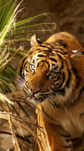 Preview wallpaper tiger, muzzle, big cat, grass, hunting