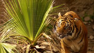 Preview wallpaper tiger, muzzle, big cat, grass, hunting