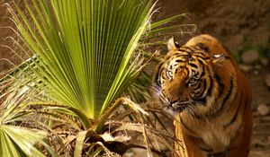 Preview wallpaper tiger, muzzle, big cat, grass, hunting