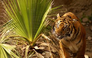 Preview wallpaper tiger, muzzle, big cat, grass, hunting