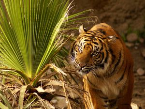 Preview wallpaper tiger, muzzle, big cat, grass, hunting