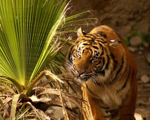 Preview wallpaper tiger, muzzle, big cat, grass, hunting