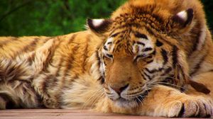 Preview wallpaper tiger, muzzle breaks, striped, big cat