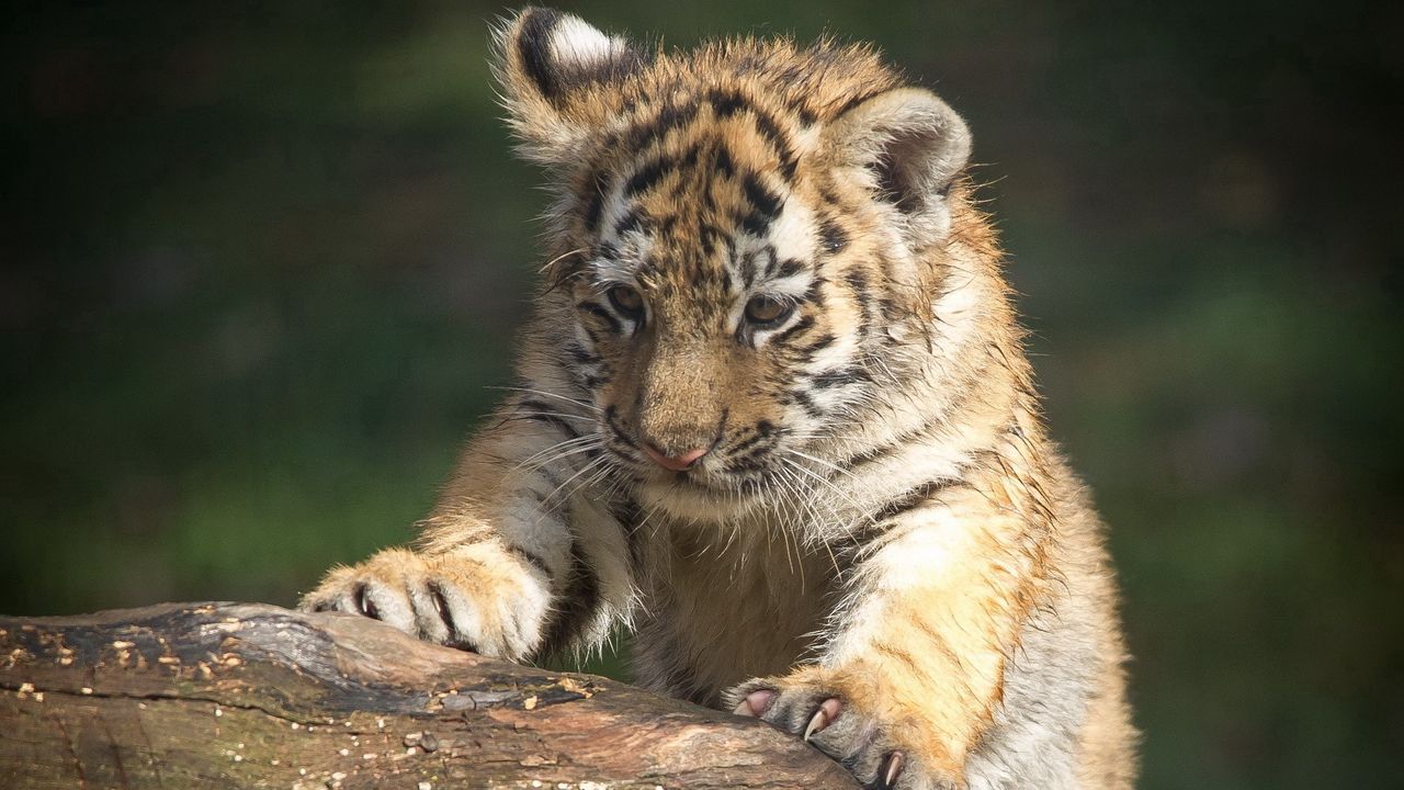 Wallpaper tiger, muzzle, eye, predator, climbing