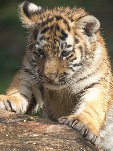 Preview wallpaper tiger, muzzle, eye, predator, climbing