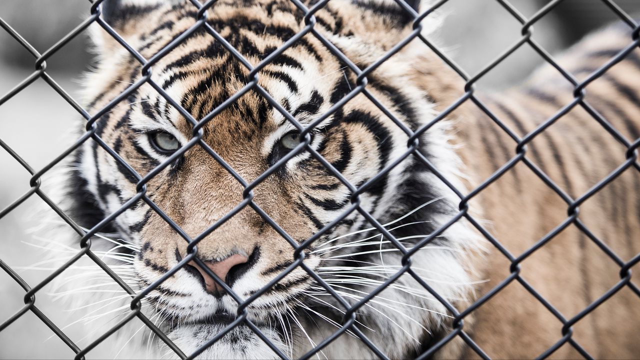 Wallpaper tiger, muzzle, fence, mesh