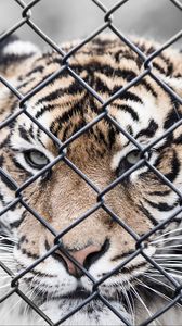 Preview wallpaper tiger, muzzle, fence, mesh