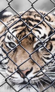 Preview wallpaper tiger, muzzle, fence, mesh