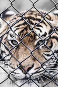 Preview wallpaper tiger, muzzle, fence, mesh