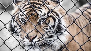 Preview wallpaper tiger, muzzle, fence, mesh