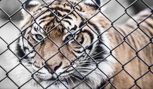 Preview wallpaper tiger, muzzle, fence, mesh